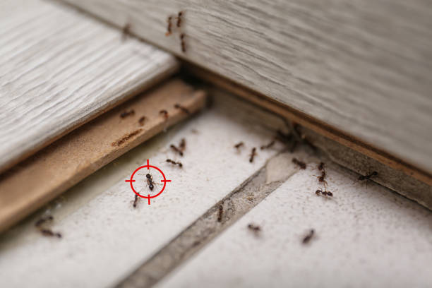 Best Pest Control Near Me  in Marienville, PA